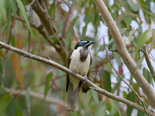 Male Blue-faced Honeyeater (Entomyzon cyanotis) perched on a gum tree branch with green leaves