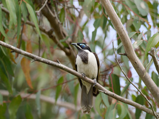 Male Blue-faced Honeyeater (Entomyzon cyanotis) perched on a gum tree branch with green leaves