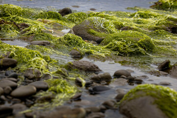 Seaweed at beach in Homer, Alaska.