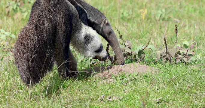 Giant anteater feeding freely in the wild in the Pantanal of Brazil, an endangered animal