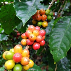Clusters of ripening coffee cherries on a branch, surrounded by lush green leaves