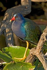American purple gallinule