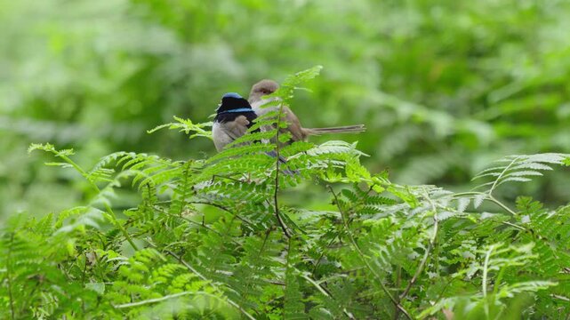 A male and a female superb fairywren at the top of a patch of ferns.