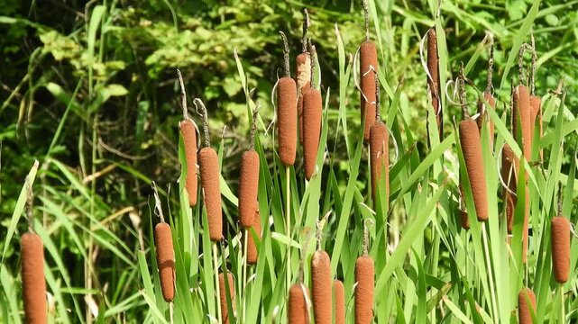[4K] Cattail (Typha latifolia) Cluster Swaying in the Gentle Breeze with a Peaceful Waterside Background 初秋の沼地に広がるガマ（蒲）の穂の群落 癒やしと静寂の自然動画 撮影日：20250821-1