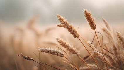 Fototapeta premium Golden wheat stalks in a soft morning light