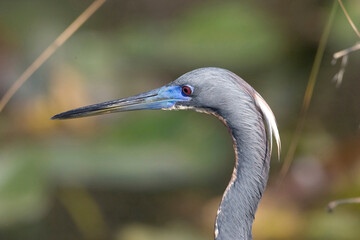 grey heron ardea cinerea