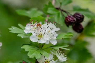 Insect on blooming hawthorn flowers with fresh green leaves and dried berries. Close-up of a small insect on white hawthorn blossoms, with green leaves and dried berries in soft natural light.