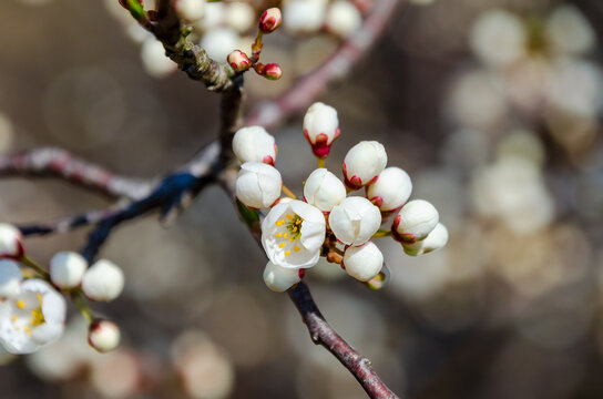 Delicate white cherry blossoms blooming on spring branch with soft blurred background. Close-up of white cherry blossoms in full bloom, with buds and soft bokeh background creating a serene spring