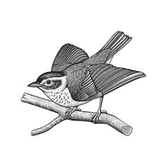 Detailed hand-drawn sketch of a songbird perched on a branch with a spread wing, black and white line art illustration.  © Journey