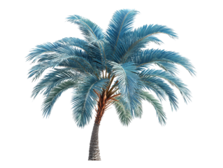  Blue Royal Palm Houseplant Isolated PNG