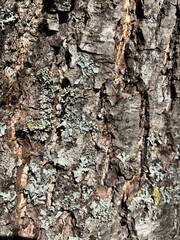 tree bark texture