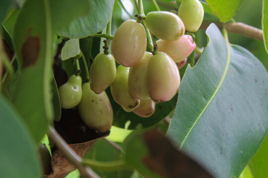 Syzygium cumini, Jamblang, guava keling or duwet has many health benefits including purifying blood. improving heart health. managing diabetes, preventing infection