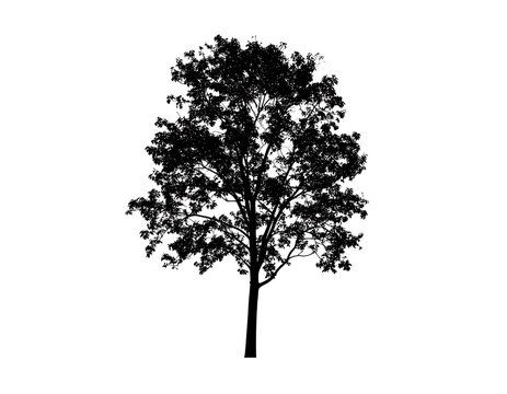 Silhouetted tree against white background (1)