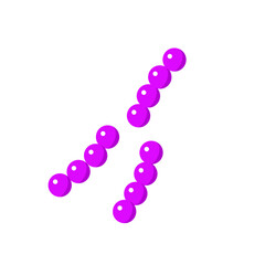Streptococcus pneumoniae bacterial vector