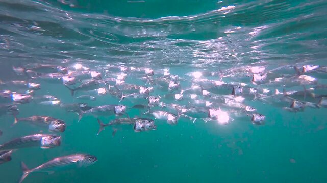 Schooling long-jawed mackerel fish with wide open mouths swimming at surface of ocean in Bali Indonesia
