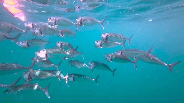 Closeup of long-jawed mackerel with wide open mouths during feeding at surface of ocean in Bali Indonesia