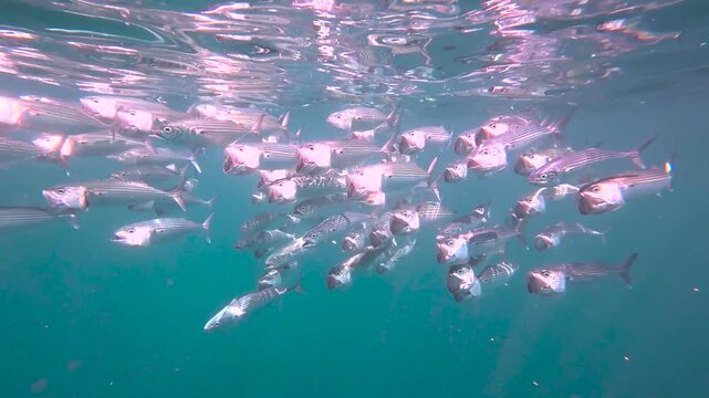 Shoal of long-jawed mackerel with wide open mouths during feeding frenzy in Bali Indonesia