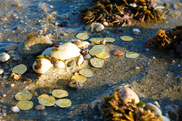 Golden coins by the sea. Discovery, adventure, treasure hunting concept.