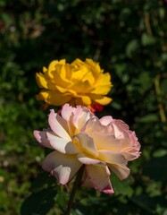 Two roses, one yellow, one pale pink and white, bloom in a garden