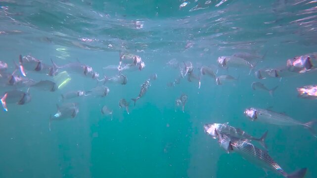 Underwater closeup of schooling long-jawed mackerel with wide open mouths swimming at surface of ocean in crystal clear water in Amed, Bali Indonesia