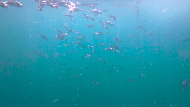 Fish feeding frenzy of long-jawed mackerel and fusiliers near surface of ocean in Amed Bali Indonesia