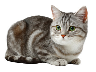 Obraz premium A domesticated tabby cat with green eyes and grey fur sits patiently isolated on transparent background. PNG die-cut for advertising