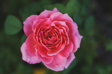Pink roses in the garden of pink roses. Blooming Roses on the Bush. Growing roses in the garden.	