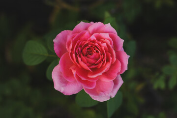 Pink roses in the garden of pink roses. Blooming Roses on the Bush. Growing roses in the garden.	
