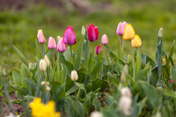 Colorful tulips in the garden on a blurred background