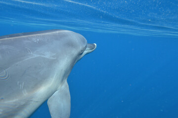 眠りながら泳ぐイルカを後方から見る