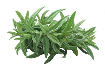 Green bush with dense, oblong leaves in a clump, isolated against a white backdrop