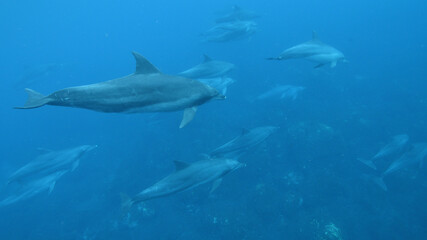 眠りながら水底を泳ぐイルカたち