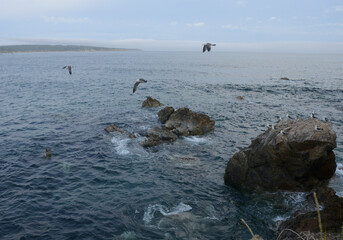 沿岸を飛び回るカモメと水平線