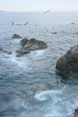 荒波の上を飛びまわるカモメの群れ