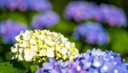 Pale yellow hydrangea in focus, surrounded by blurred purple and blue hydrangeas