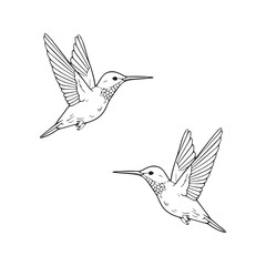 Set of two flying hummingbirds, hand-drawn outline illustration for coloring book.
