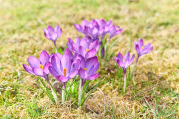 Blooming crocus flower in the sunlight. Defocused, natural, sunny background.	