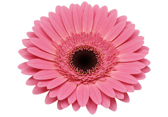 Isolated Pink Gerbera Daisy Flower with Detailed Petals and Dark Center, Symbolizing Beauty and Natural Elegance on a White Background