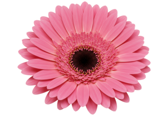 Isolated Pink Gerbera Daisy Flower with Detailed Petals and Dark Center, Symbolizing Beauty and Natural Elegance on a White Background