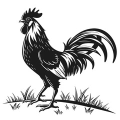 rooster isolated on white background