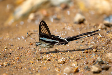 Green Dragontail butterfly - Lamproptera meges, beautiful unique swallowtail butterfly native to meadows and bushes of Southeast Asia, Vietnam.