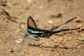 Green Dragontail butterfly - Lamproptera meges, beautiful unique swallowtail butterfly native to meadows and bushes of Southeast Asia, Vietnam.