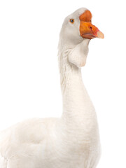 white goose isolated on a white background
