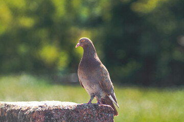 Brown Pigeon Standing on Stone Outdoors