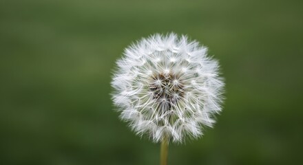 Fototapeta premium Close-up of a dandelion seed head with delicate white parachutes, soft focus green background. Concept for spring renewal, natural beauty and wildflower meadow