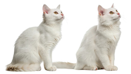 Fototapeta premium American shorthair cat white feline looking up with alert expression and soft fur in studio lighting