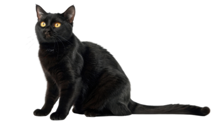 Black american shorthair cat with golden eyes sitting attentive indoor pet portrait calm curious beautiful