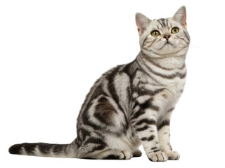 Obraz premium American shorthair cat sitting with silver tabby coat green eyes calm expression indoors portrait