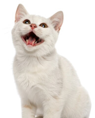 Fototapeta premium Playful american shorthair cat with open mouth and bright eyes looking upward joyful expression