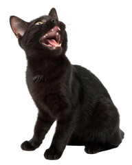 Obraz premium Playful american shorthair cat with open mouth looking upward mid meow showing teeth and whisker detail